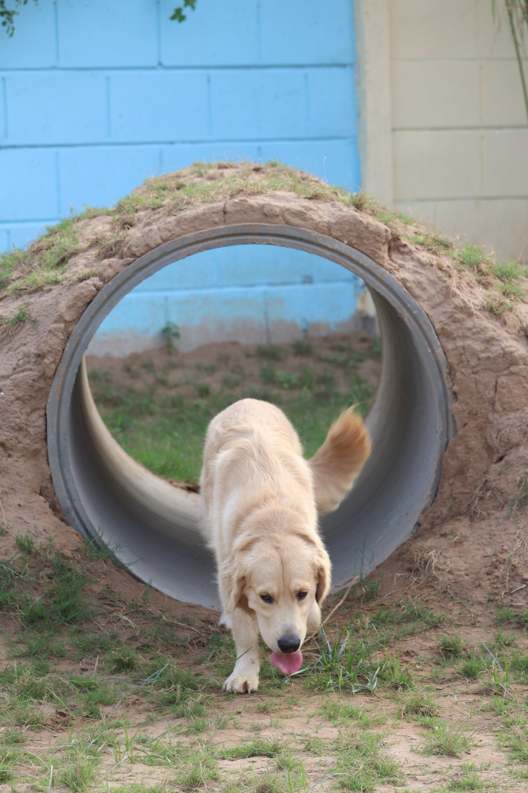 Dog Boarding in Ahmedabad