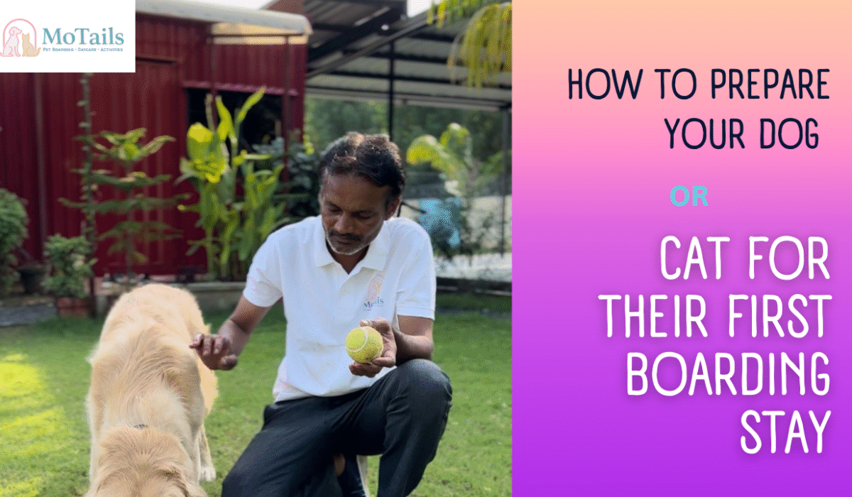 How to Prepare Your Dog or Cat for Their First Boarding Stay