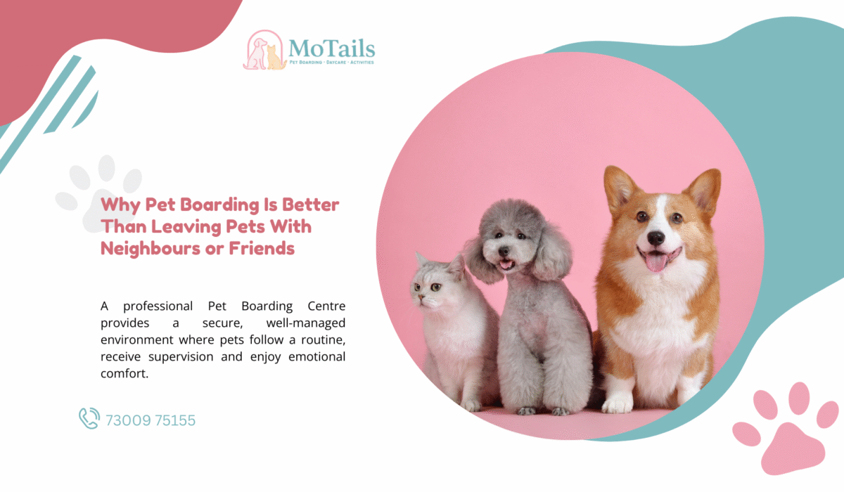 Why Pet Boarding Is Better Than Leaving Pets With Neighbours or Friends