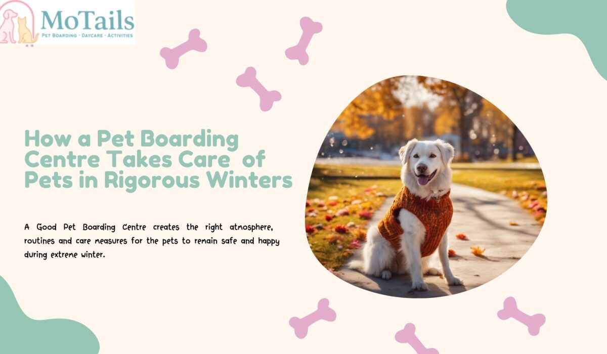 How a Pet Boarding Centre Takes Care of Pets in Rigorous Winters