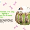 The Importance of a Dog Boarding Centre in Ahmedabad for Puppy Socialization