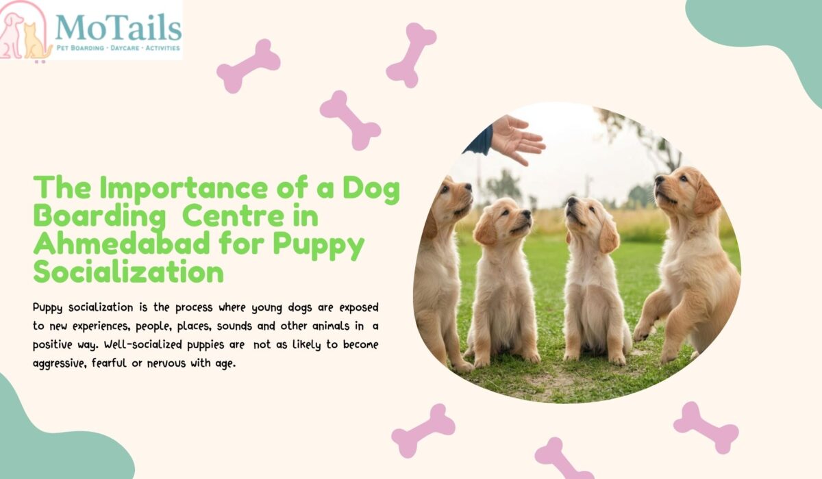 The Importance of a Dog Boarding Centre in Ahmedabad for Puppy Socialization