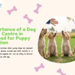 The Importance of a Dog Boarding Centre in Ahmedabad for Puppy Socialization